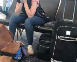 Dog suddenly sees owner start to shake – then camera captures 1 move that amazes everyone
