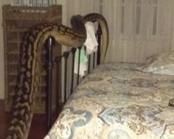 Woman wakes to 5m python beside her bed