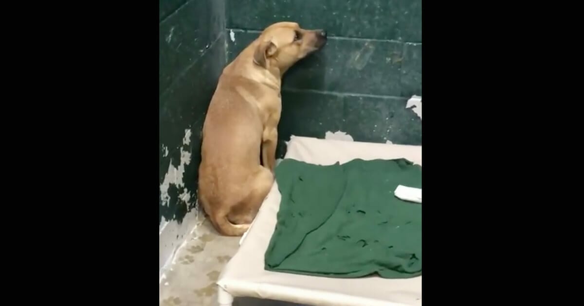 Sweet dog dumped at shelter because he eats garbage – is so scared he just stares at the wall