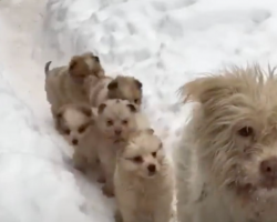 Hungry Puppies Gather in the Snow, Pleading with Rescuers for Food