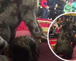 Horrifying moment massive 600lb circus bear attacks its owner