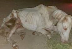 The incredible rescue of River: A horse given a second chance
