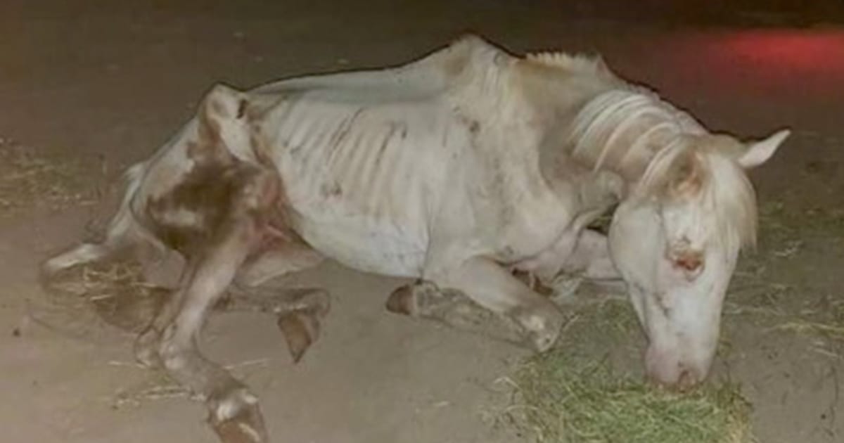 The incredible rescue of River: A horse given a second chance