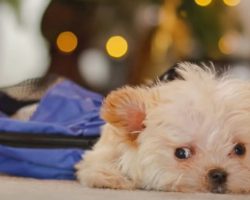 Lady Intervenes ‘Mere Moments’ Before Sick Tiny Puppy’s Set To Be Disposed Of