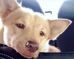 Mini Husky Watched Puppies Get Adopted As She ‘Prayed’ For Home Of Her Own