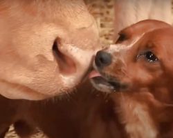 Orphan Puppy Raised By ‘Mama Cow’ Weeps When She’s Taken Away