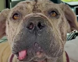 ‘Unsightly’ Dog No One Wants Is Bailed From Shelter But Still Needs Home