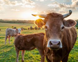 Farmers finds his pasture empty, then stumbles upon all 32 of his cows dead in a pile