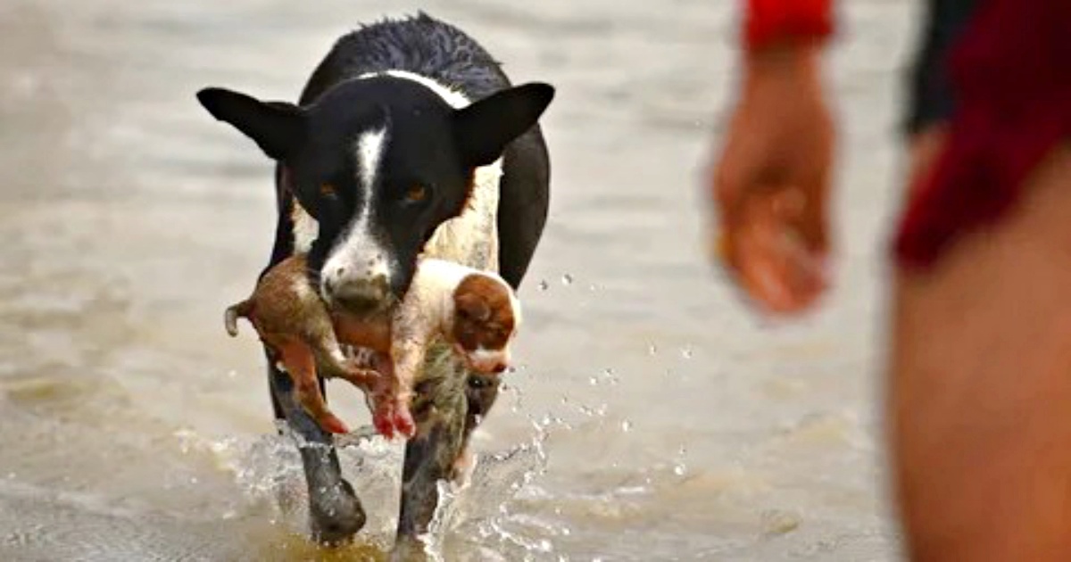 Dog Leaps Into River, Emerges With Puppy Swept Away By Current