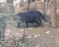 Zoo slammed for overfeeding animals after obese creature shocks visitors