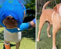 Buddy was cruelly set on fire and strangled with an extension cord – but look at him today