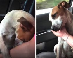 Puppy freed from unhappy life in chains, makes rescuer cry when he thanks her