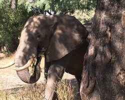 Calm elephant approaches vets’ truck – when they look closely they realize the grave danger