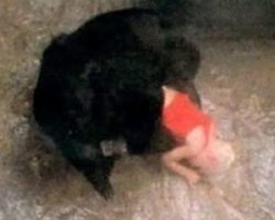 The story of Binti Jua: The gorilla who stunned the world