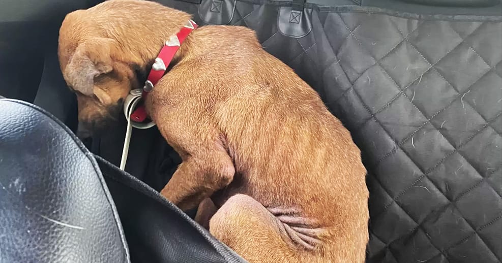 Dog saved 48 hours before Euthanasia has a heartwarming transformation