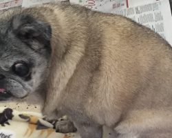 Abandoned pug left in a box gets a second chance — then breaks hearts one last time