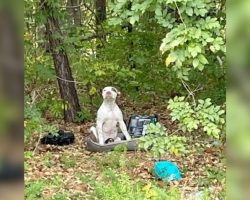 Puppy Abandoned in the Woods With His Belongings Waits Patiently for Rescue