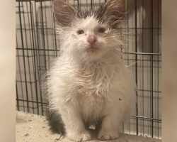 This Foster Kitten Always Looks Like She Just Rolled Out of Bed—And Everyone Loves Her for It
