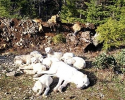 She Was Found Tied to a Tree in the Woods With Her Puppies — Then A Hero Showed Up