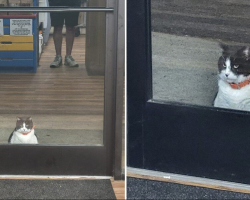 Chubby Local Cat Steals Hearts (and Donuts) as First Customer at Bakery Every Morning