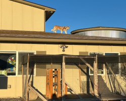 Dog Who Was So Desperate To Escape Shelter Finally Gets Her Second Chance