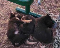 Puppies Abandoned In Freezing Weather Huddle Under Bench Until Help Arrives
