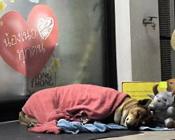 Dog Waits Months Outside 7-Eleven For Her Owner — Until A New Chapter Begins
