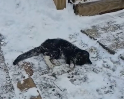 ‘Frozen’ Cat Crawls Up Snowy Driveway — And Finds A New Beginning