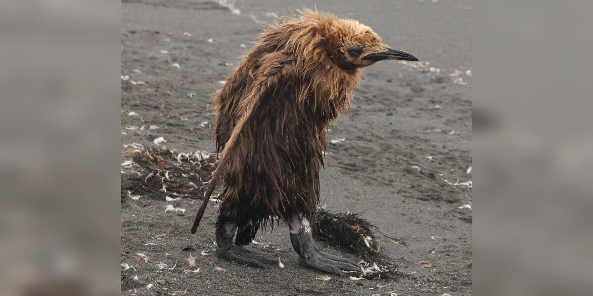 Teenage Penguins Are Peak Awkwardness — And It's Hilarious