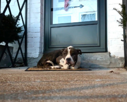 Lonely Stray Dog Finds Warmth — And Hope — On a Stranger’s Porch
