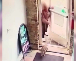 Security Camera Captures Moment Cat Is Abandoned At Café — But Her Story Has A Happy Ending