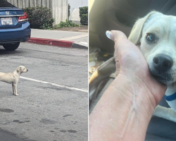 Devoted Dog Waits 10 Days Outside Hospital, Hoping to See Her Owner Again