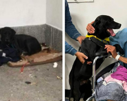 Faithful Dog Waits Days Outside Hospital For Reunion With His Best Friend