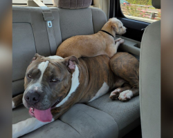 Giant Pit Bull With a Giant Heart Waits for a Family to See Past His Size