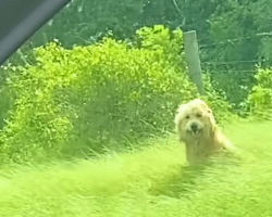 Abandoned Dog Waits Patiently by the Highway — Until the Right Car Stops