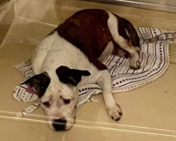 Heartbroken Shelter Dog Can’t Hold Back His Tears While Waiting For A Furever Family