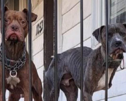 Dog Brothers Abandoned on Porch Watch the World Go By, Hoping Someone Will Notice