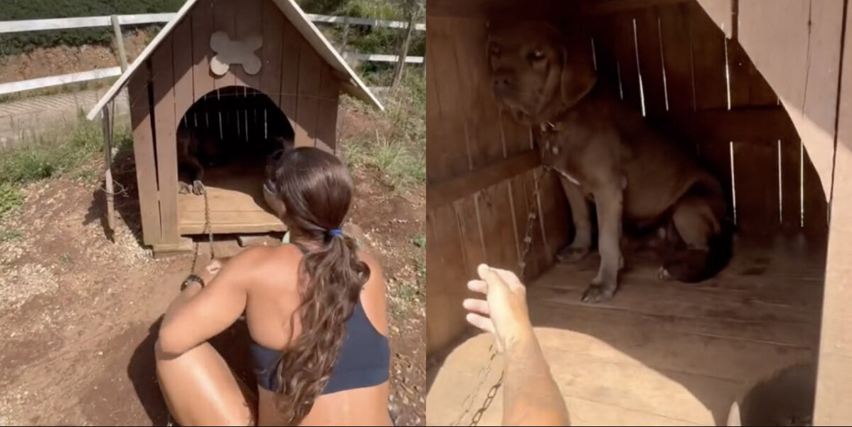 Dog Chained Outside for 3 Years Finally Runs Free