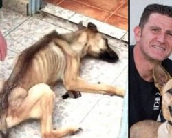After 10 months of starvation, dog is saved and undergoes a total transformation