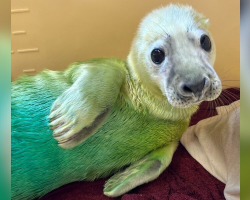 Fluffy Baby Seal Stranded in Storm Is Rescued Just in Time