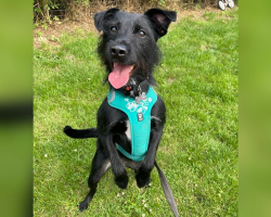 Dog Taken To Be Euthanized Because He Barked Gets A Second Chance Just In Time