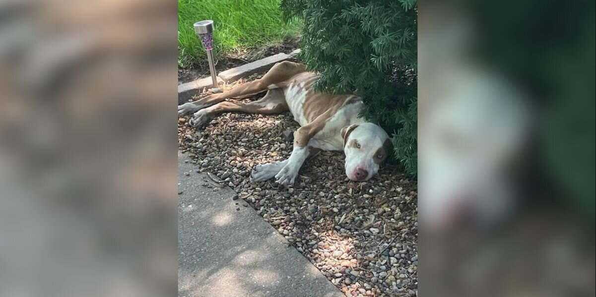 Starving Stray Collapsed Under a Bush — Then Everything Changed