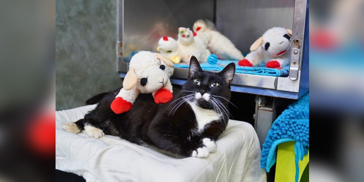 Shelter Cat Comforts Herself With Stuffed Lambs While She Waits for a Home