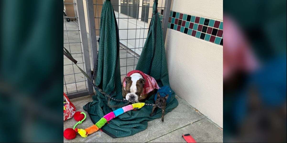 Dog Abandoned at Shelter Gate Turns Out to Have a Remarkable Past