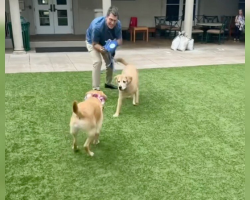Guide Dog Reunites With Long-Lost Brother—and Completely Loses His Composure (In the Best Way)