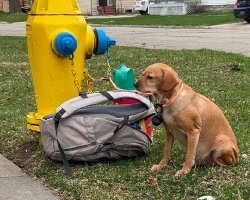 Woman Finds Dog Tied to Fire Hydrant With a Backpack Full of Her Favorite Things