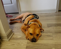 Shelter Dog Gets All Dressed Up for Adoption Day — But No One Shows