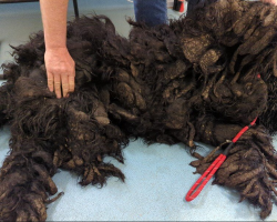 Matted Fur Ball Transforms Into Sweet Pup After 17 Pounds of Hair Removed