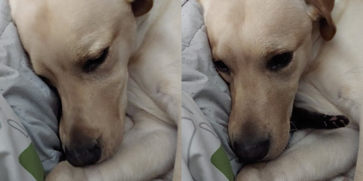 Dog Tries to Hide His New Kitten So He Doesn’t Have to Share