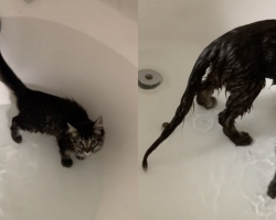 Kitten Takes a Dip in the Bathtub and Realizes He Might Be Part Otter